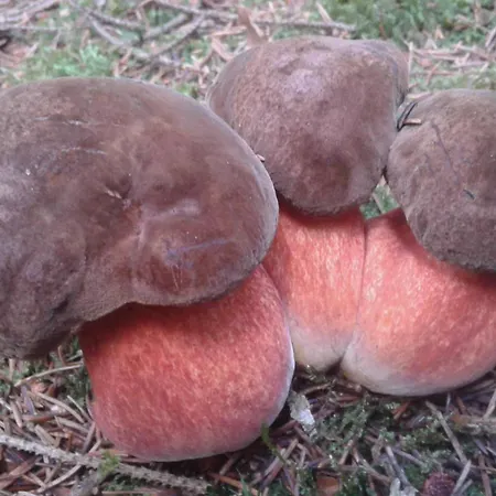 L'heure Bleue Aywaille